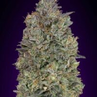 Critical Purple Kush Feminised Seeds - 3