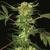 Devil Kush Regular Seeds - 5