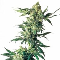 Northern Lights Feminised Seeds - 5