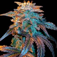 Gelato Auto Feminised Seeds - 4