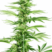 Honey Melon Haze Feminised Seeds - 3