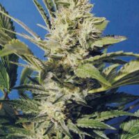 Chocolate Chunk Feminised Seeds - 2