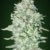 OG Kush SFV Feminised Seeds - 1