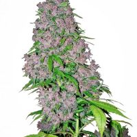 Purple Bud Feminised Seeds - 3