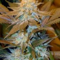 Critical Hog Feminised Seeds - 5+1