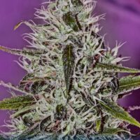 One Love Haze Feminised Seeds - 1