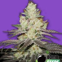 Killer Purps Feminised Seeds - 10