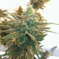 Lemon Kush Feminised Seeds - 10