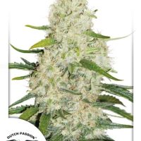 Think Big Auto Feminised Seeds - 1