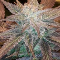 Dark Chocolate Feminised Seeds - 3