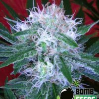 Bomb Auto Feminised Seeds - 10