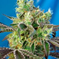Do-Sweet-Dos Feminised Seeds - 3