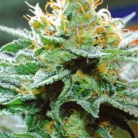 Amnesia x Buddha Kush Feminised Seeds - 5