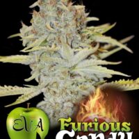 Furious Candy Feminised Seeds - 3+1