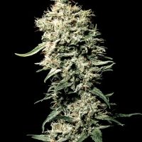 White Rhino Feminised Seeds - 5