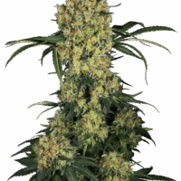 Aloha OG Feminised Seeds - 10