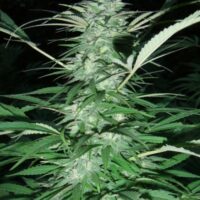 Serious 6 Feminised Seeds - 3