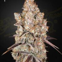 Holy Snow Feminised Seeds - 3