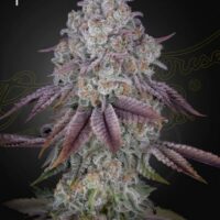 Persian Pie Feminised Seeds - 3