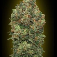 Critical Soma Auto Feminised Seeds - 1