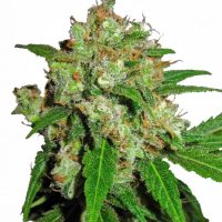 Sensi Skunk Feminised Seeds - 5