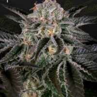 Wonder Pie Feminised Seeds - 5