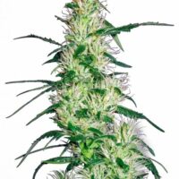 Purple Haze Feminised Seeds - 3