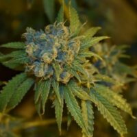 Cherry Punch Auto Feminised Seeds - 3