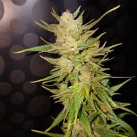 Malawi Gold Feminised Seeds - 3