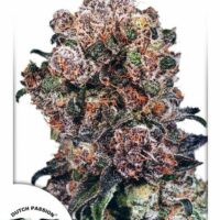 Blueberry Feminised Seeds - 10