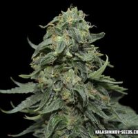 Kabul Express Feminised Seeds - 3