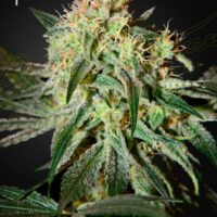 Damn Sour Feminised Seeds - 3