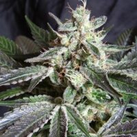 Black Jack F1 FAST Version Feminised Seeds - 3