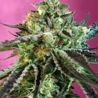Sweet Nurse CBD Auto Feminised Seeds - 3