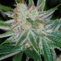 Pandora's Box Regular Seeds - 5