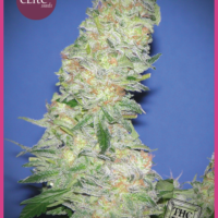 Mota Khan Afghani Feminised Seeds - 3
