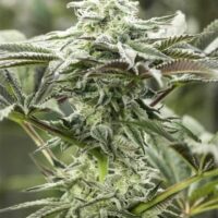 Lemon Citron Feminised Seeds - 5