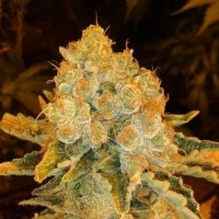 White Widow Feminised Seeds - 3
