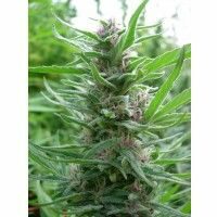 Panama Feminised Seeds - 1