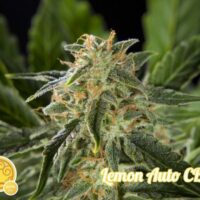 Lemon CBD Auto Feminised Seeds - 3