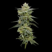 Hella Jelly (formerly Jelly Rancher) Feminised Seeds - 3