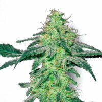 White Skunk Feminised Seeds - 5