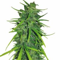 Thai x Panama Feminised Seeds - 1