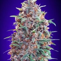Purple Diesel Auto Feminised Seeds - 1