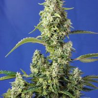 Gorilla Girl XL Auto Feminised Seeds - 3