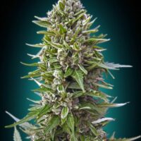 Northern Lights Auto Feminised Seeds - 3
