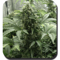 White Dwarf Auto Feminised Seeds - 10