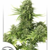StarRyder Auto Feminised Seeds - 1