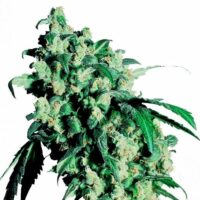 Super Skunk Feminised Seeds - 10