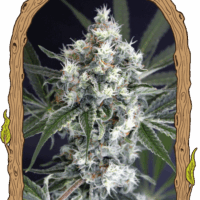 Medxotic Pure CBD Feminised Seeds - 3